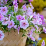 Surfinia Supertunia Vista Sadzonki